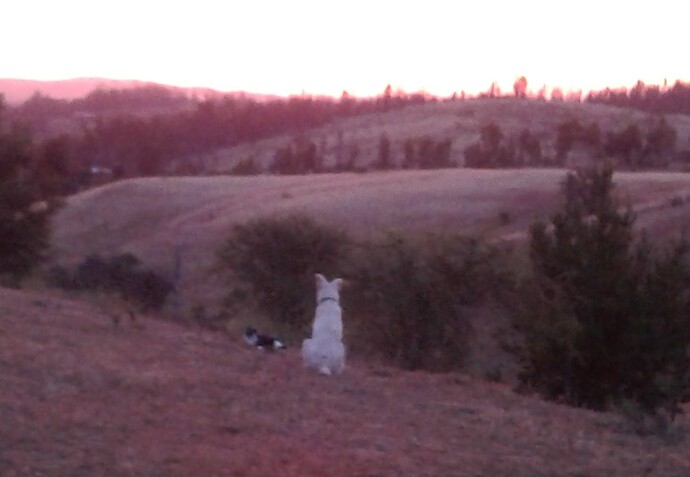 Domino and Paloma sunset r